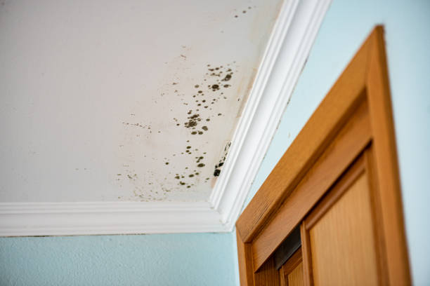 Best Toxic Mold Removal  in Bluefield, WV