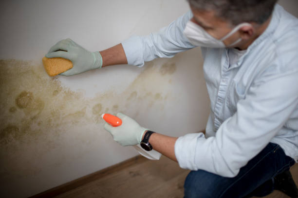 Best Same-Day Mold Removal  in Bluefield, WV