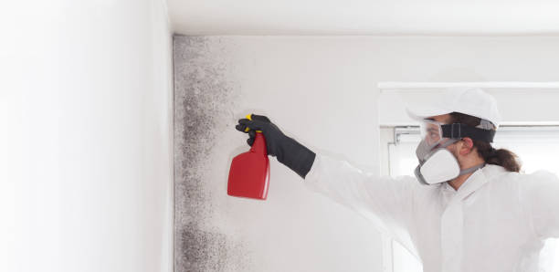 Certified Mold Removal in Bluefield, WV