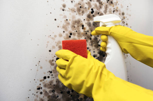 Best Mold Removal Company Near Me  in Bluefield, WV