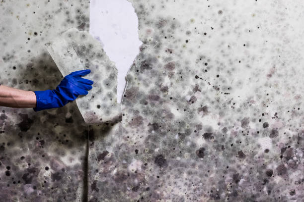 Attic Mold Removal in Bluefield, WV